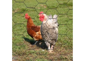 Grillage A Poules