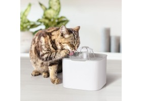 Fontaine à eau pour Animaux 2L