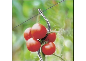Tuteur De Tomates