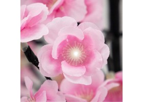 Branche fleur de cerisier solaire