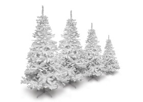Sapin blanc